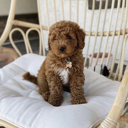 Goldendoodle Puppies from Doodle Bliss