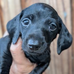 Yellow Boy - Black male Dachshund puppy in Chehalis, Washington from Hill Top Dachshunds