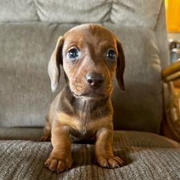 Red - Red male Dachshund puppy in Brave, Pennsylvania from Maple Moon Dachshunds