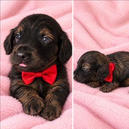 Hershey - Chocolate male Dachshund puppy in Queen Creek, Arizona from Wigglebutt Miniature Dachshund Az