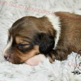 Shaded cream pie - Piebald male Dachshund puppy in Seminary, Mississippi from Down South Mavericks Dachshunds