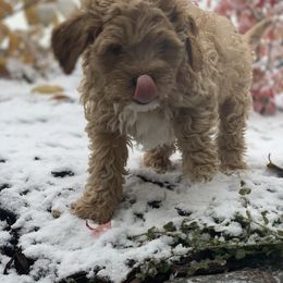 Cavalier King Charles Spaniel and Cavapoo Puppies from KC’s Cavs& Creams