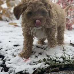 Cavalier King Charles Spaniel and Cavapoo Puppies from KC’s Cavs& Creams