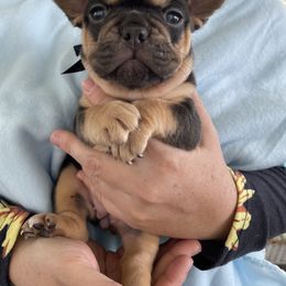 French Bulldog Puppies from Dunromin Farm