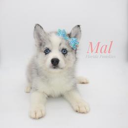 Pomsky Puppies from Florida Pomskies
