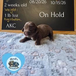 Hades - Chocolate and tan male Dachshund puppy in Hoquiam, Washington from Heyd's Mini Dachshunds