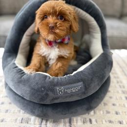Half Dollar - Red male Australian Labradoodle puppy in Calhoun, Louisiana from Arrowhead Australian Labradoodles