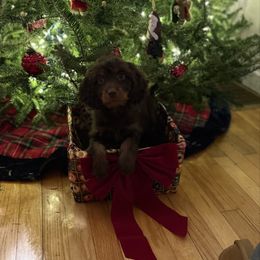 Gingerbread - Chocolate male Cavapoo puppy in Bozrah, Connecticut from Cedar Creek Farm