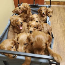 Goldendoodle Puppies from Rustic Road Doodles