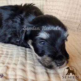 Boy 1 - male Miniature Schnauzer puppy in Houston, Texas from Semien Family Kennels
