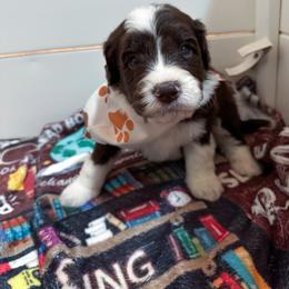Cocoa - male Australian Mountain Doodle puppy in Claremont, North Carolina from Magnolia Grove Farms