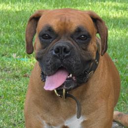Mister - Boxer