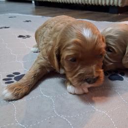 Scoops F1b - Red male Cavapoo puppy in Centerton, Arkansas from Velvet Paws Cavapoos