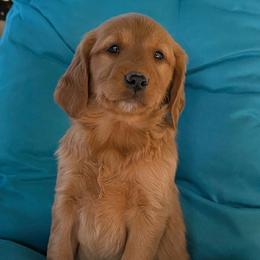 Girl 2 - Dark golden female Golden Retriever puppy in Parker, Colorado from Legacy Ranch Golden Retrievers