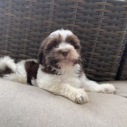 Havanese Puppies from Hidden Bay Havanese