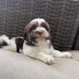 Havanese Puppies from Hidden Bay Havanese