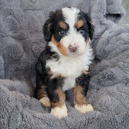 Hank - Tri-color male Bernedoodle puppy in East Earl, Pennsylvania from Mountainside Puppies