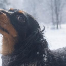 Dachshunds from Dannie's Doxies