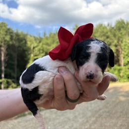 Tiger Lily - Parti female Goldendoodle puppy in Pittsburg, Texas from Peachy Pine Goldendoodles