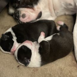 Boston Terrier Puppies from Lighthouse Bostons
