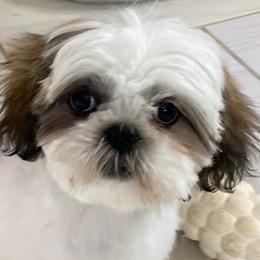Shih Tzus from Shih Tzus of NH