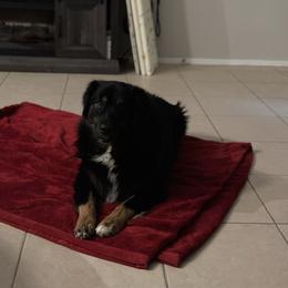 Tank - Australian Shepherd