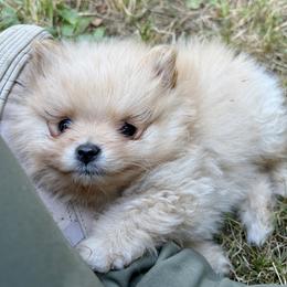 Westley - The Princess Bride's Farm Boy - Cream sable male Pomeranian puppy in Lake Forest Park, Washington from Tea Pup Pomeranians