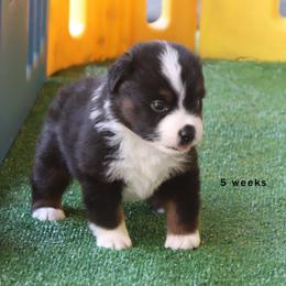 Teresa - Black tri female Miniature American Shepherd puppy in Mineola, Texas from Southern Star Miniature American Shepherds