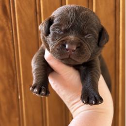 Marshall - Chocolate male Labrador Retriever puppy in Tomahawk, Wisconsin from Mahner Labs