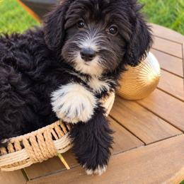 Freya Our Speckled Delight - Black female Goldendoodle puppy in Harrisonburg, Virginia from Curlytail Doodles