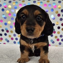 Dachshunds from Joaquin Gutierrez