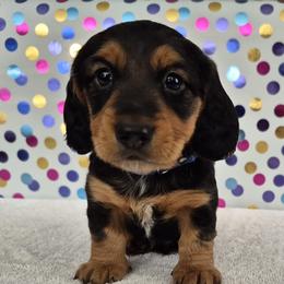 Dachshunds from Joaquin Gutierrez