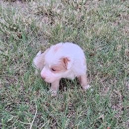 Blonde girl 1 - Gold female Border Collie puppy in Springtown, Texas from CRL Farms