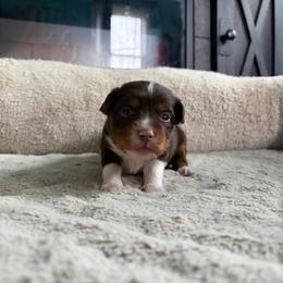 Jeffrey - Red tri-color male Miniature American Shepherd puppy in Terryville, Connecticut from Spirited Aussies