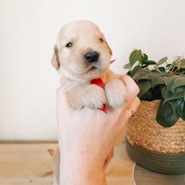 Comanche - Light golden male Golden Retriever puppy in Forest Hill, Texas from Gillit Family Goldens of NTX