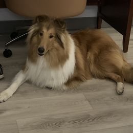 "Xilan" Basset Hound and Collie All Grown Up from Collegiate Bassets and Rheign Collies