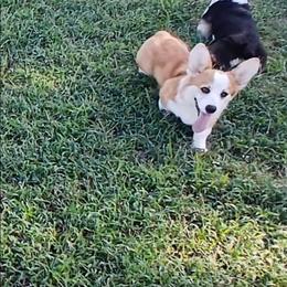 Rubble - Red male Pembroke Welsh Corgi puppy in Redfield, Kansas from Owenby's Corgi's