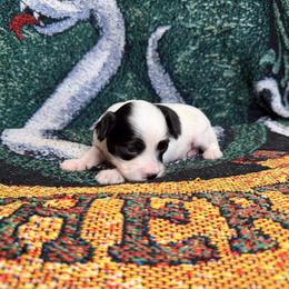 Puff boy 1 - White and black male Chinese Crested puppy in Auburn, Kansas from TopBrass Kennels