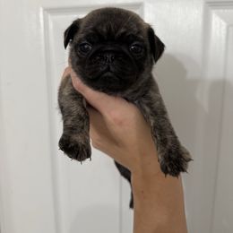 Grey Collar - Brindle female Pug puppy in Elizabethtown, Kentucky from EZ Pugs