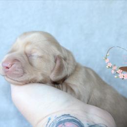 Blaze - Cream male Dachshund puppy in Pope, Mississippi from Anna’s Mini Doxies