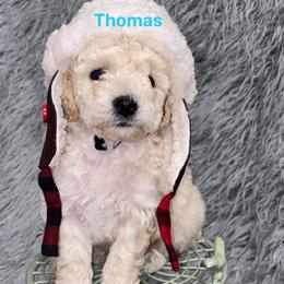 Aussiedoodle and Goldendoodle Puppies from West Coast Doodles