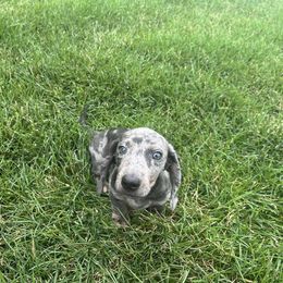Dachshund Puppies from 307 doxies