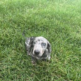 Dachshund Puppies from 307 doxies