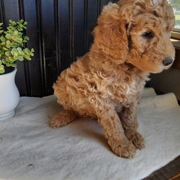 Goldendoodle and Yorkshire Terrier Puppies from Rowan's Rascals