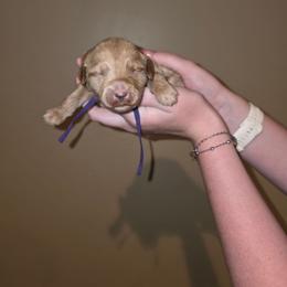 Marshmallow - Parti female Goldendoodle puppy in Layton, Utah from Lauralyn's Goldendoodles