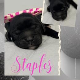 Staples - Black female Australian Labradoodle puppy in Calhoun, Louisiana from Arrowhead Australian Labradoodles