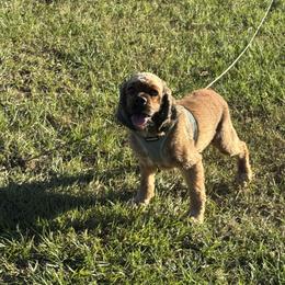 Hazel - Cocker Spaniel