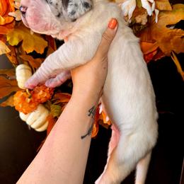 Jack - Merle male Great Dane puppy in Latrobe, Pennsylvania from Country Danes