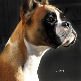 Boxer All Grown Up from Dizara Boxers