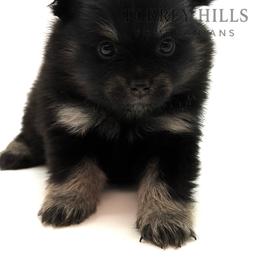 Melody - Black and tan female Pomeranian puppy in Redlands, California from Torrey Hills Poms